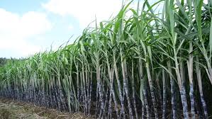Condition Monitoring for the Sugar Production Industry