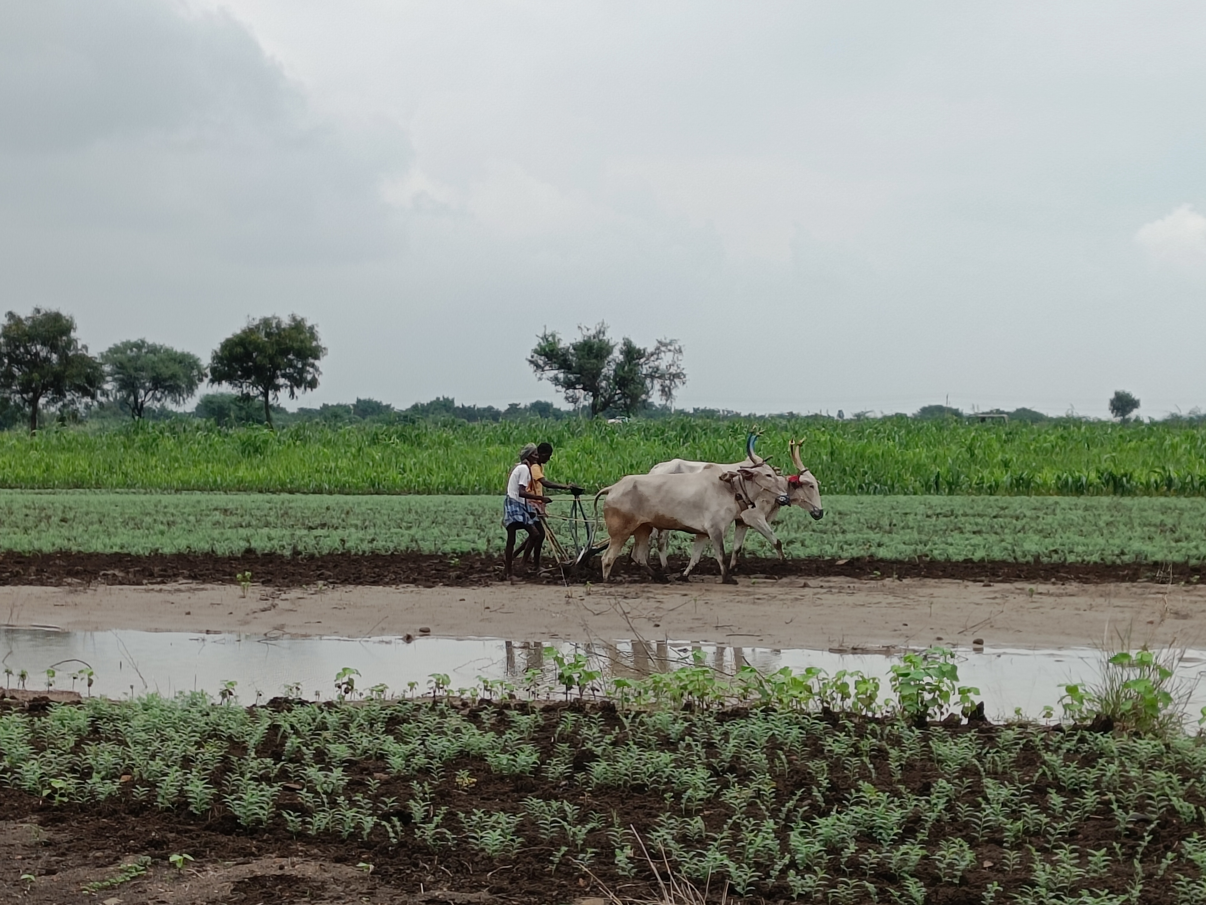 EFS_India project_agriculture in India