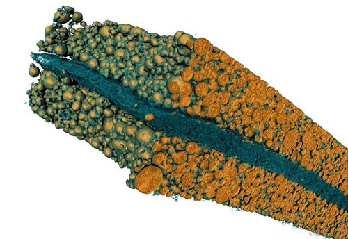 Scan of a small part of a Li-Ion cell cathode