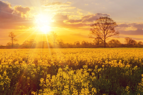 Photo of a field of flowers at sunset.